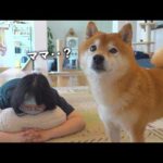 柴犬とママが森林へ行くと、まさかの異変が…(YouTube)