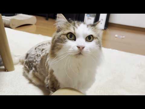 猫の刈られたお尻のクタクタ感がたまらなく大好物なお母さん(YouTube)