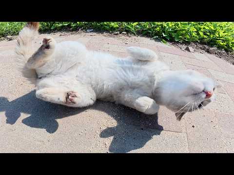 クネクネするシャム猫と遊んでいたら、姉妹猫も駆けつけて甘えてきた(YouTube)
