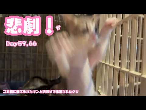 悲劇！か？ ゴミ箱に棄てられたキンと訳ありで保護されたクリ  Day59,66  2026 06 15 1(YouTube)