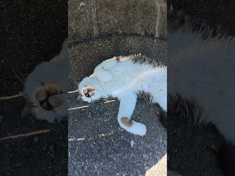 ベンチの下でキジシロ猫がヘソ天ポーズでお昼寝していた #猫 #ねこ #cat(YouTube)