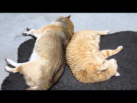 ふと振り返ると、また猫たちが柴犬のそばで甘えていました(YouTube)