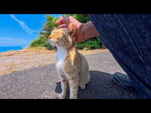 絶景の展望所でひとりボッチで暮らす猫ちゃん、訪れると駆け寄ってきて可愛すぎた(YouTube)