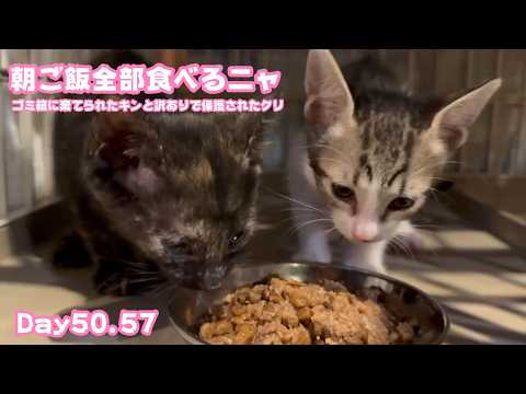 朝ご飯ぜんぶ食べるにょ  ゴミ箱に棄てられたキンと訳ありで保護されたクリ  Day50,57  2026 06 06 1(YouTube)