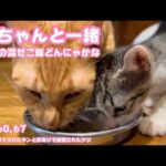 兄ちゃんと一緒に混ぜご飯にょ  ゴミ箱に棄てられたキンと訳ありで保護されたクリ  Day60,67  2026 06 16 2(YouTube)