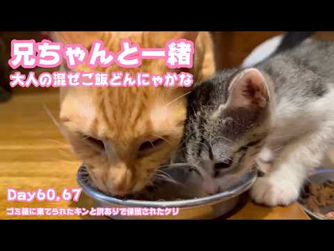 兄ちゃんと一緒に混ぜご飯にょ  ゴミ箱に棄てられたキンと訳ありで保護されたクリ  Day60,67  2026 06 16 2(YouTube)