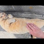 人懐っこい茶トラ猫をモフっていたらバナナみたいなポーズになった(YouTube)