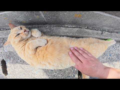 人懐っこい茶トラ猫をモフっていたらバナナみたいなポーズになった(YouTube)