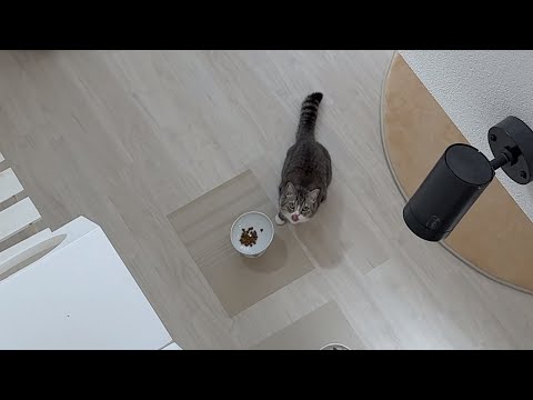 弟のごはんを盗み食いしてたのを見つかったもちの反応が…www(YouTube)