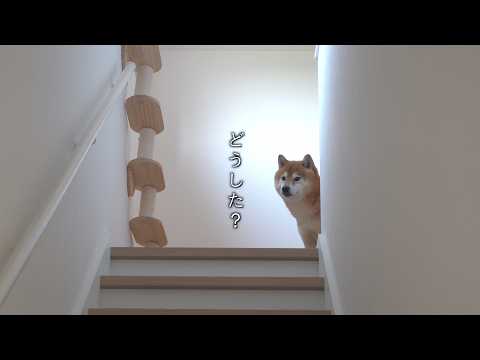 森に行ったら、柴犬の様子がおかしい(YouTube)