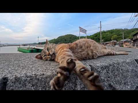 夕暮れの防波堤で眠る猫を撫でたら…ゴロゴロ大音量で喜んでくれた(YouTube)