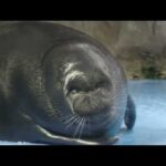 バイカルアザラシ のごはんの時間 (鳥羽水族館) 2022年7月17日(YouTube)