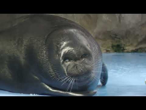 バイカルアザラシ のごはんの時間 (鳥羽水族館) 2022年7月17日(YouTube)