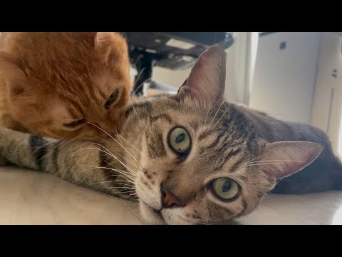 猫が猫に吸われすぎるとこうなります(YouTube)