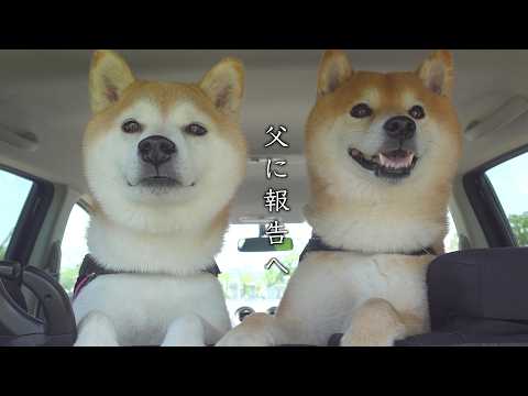 柴犬たちと、お墓へ報告に(YouTube)