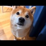 柴犬ハチ家雑談会ではありますが、あの時の話をします(YouTube)