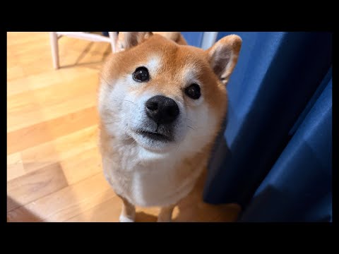 柴犬ハチ家雑談会ではありますが、あの時の話をします(YouTube)