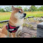 散歩中の柴犬を、急遽車で迎えに行く事態に(YouTube)