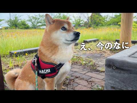 散歩中の柴犬を、急遽車で迎えに行く事態に(YouTube)