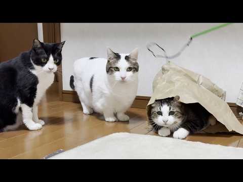 頭隠してお尻を隠せてない重量感のある猫(YouTube)
