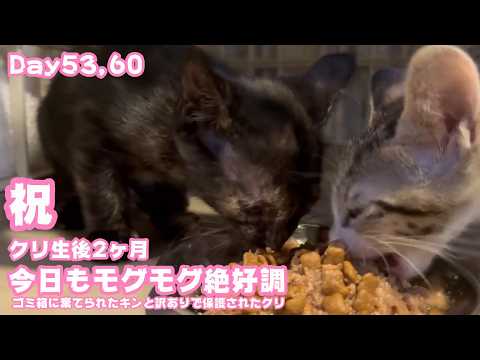 祝 クリちゃん生後2ヶ月！ 今日もモグモグ絶好調  Day53,60 2026 06 09 1(YouTube)