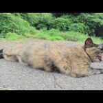 サビ猫ちゃんがダミ声で「もっとモフってくれ！」と要求してきた(YouTube)