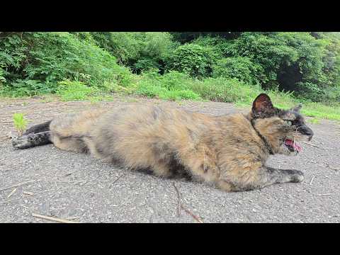 サビ猫ちゃんがダミ声で「もっとモフってくれ！」と要求してきた(YouTube)