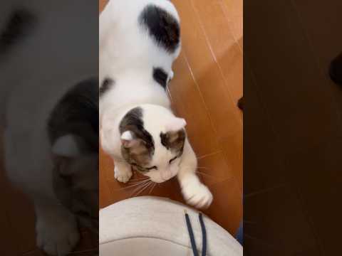 あっ用事あるの忘れてた(YouTube)
