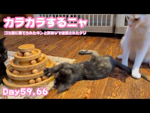 カラカラするにゃ  ゴミ箱に棄てられたキンと訳ありで保護されたクリ  Day59,66   2026 06 15 2(YouTube)