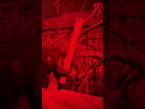 動画で学ぶ！アイアイの特徴的な行動03：アイアイ自身に竹に穴を開けさせる(YouTube)