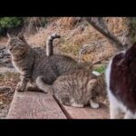 猫島でベンチに座ったら…猫たちが競うように隣へ来てくれた(YouTube)