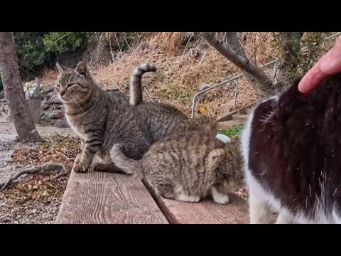 猫島でベンチに座ったら…猫たちが競うように隣へ来てくれた(YouTube)