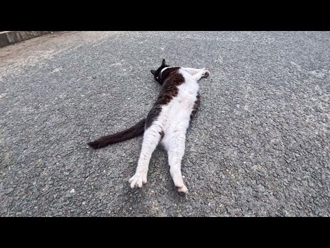 ナデナデすると嬉しくて伸びー！ハチワレ猫ちゃんが可愛すぎた(YouTube)