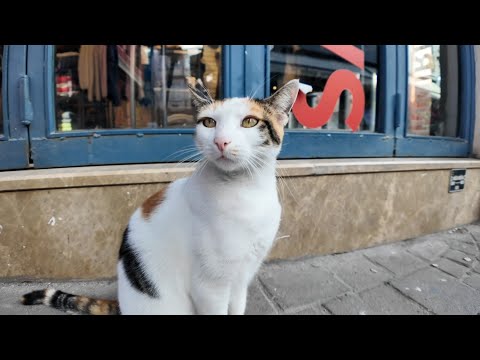 お気に入りのお店を毎日パトロール！商店街の三毛猫ちゃんが今日もかわいすぎた(YouTube)
