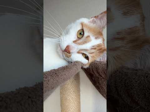 のぞくだけであざといトロしゃん！ #shorts(YouTube)