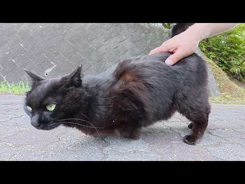 人懐っこい黒猫ちゃんが後を追いかけてきてお見送りしてくれた(YouTube)