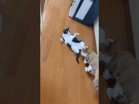 えっ置いてけぼり？！(YouTube)
