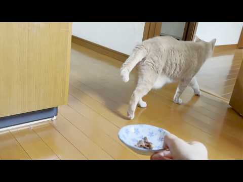 お母さんのセンスにガッカリして去っていく猫(YouTube)
