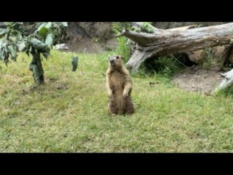 とりあえずマーモット(YouTube)