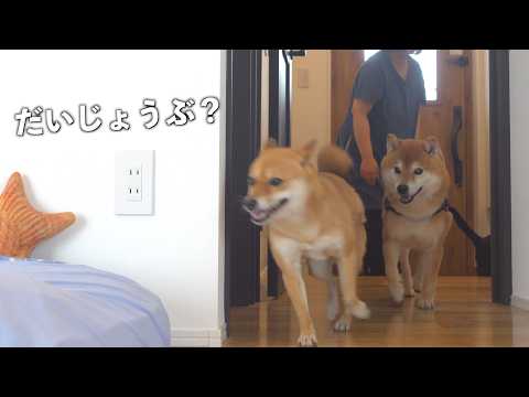 柴犬妹、再検査へ(YouTube)