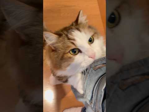 お父さん、おかえり〜(YouTube)