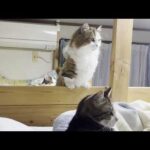 直立の秀吉を見ているとミーアキャットだった頃を思い出す(YouTube)