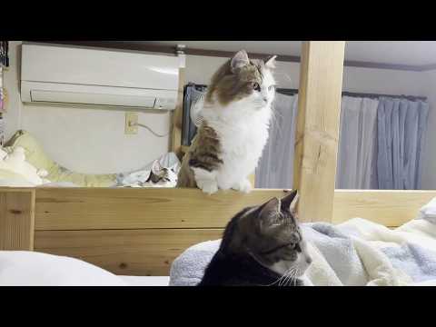 直立の秀吉を見ているとミーアキャットだった頃を思い出す(YouTube)