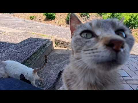 猫島で猫の集会に参加してきた(YouTube)
