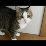 ニャンニャン、ゴロニャン、ワンワン、お喋りが大好きな猫(YouTube)