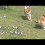 庭に出た柴犬、とある理由でやけくそになりました(YouTube)