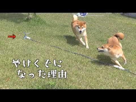 庭に出た柴犬、とある理由でやけくそになりました(YouTube)
