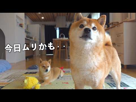 雨で柴犬が鳴いてると‥思わず飼い主がニコッとする現象に(YouTube)