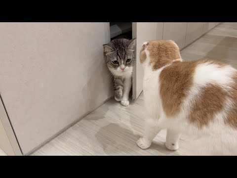 戸棚に忍び込んで遊んでたのを弟に見つかった兄猫がこうなってましたwww(YouTube)