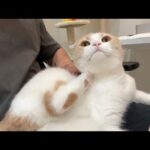 猫が痒がってるところを代わりに掻いてあげたら反応が可愛すぎましたw(YouTube)